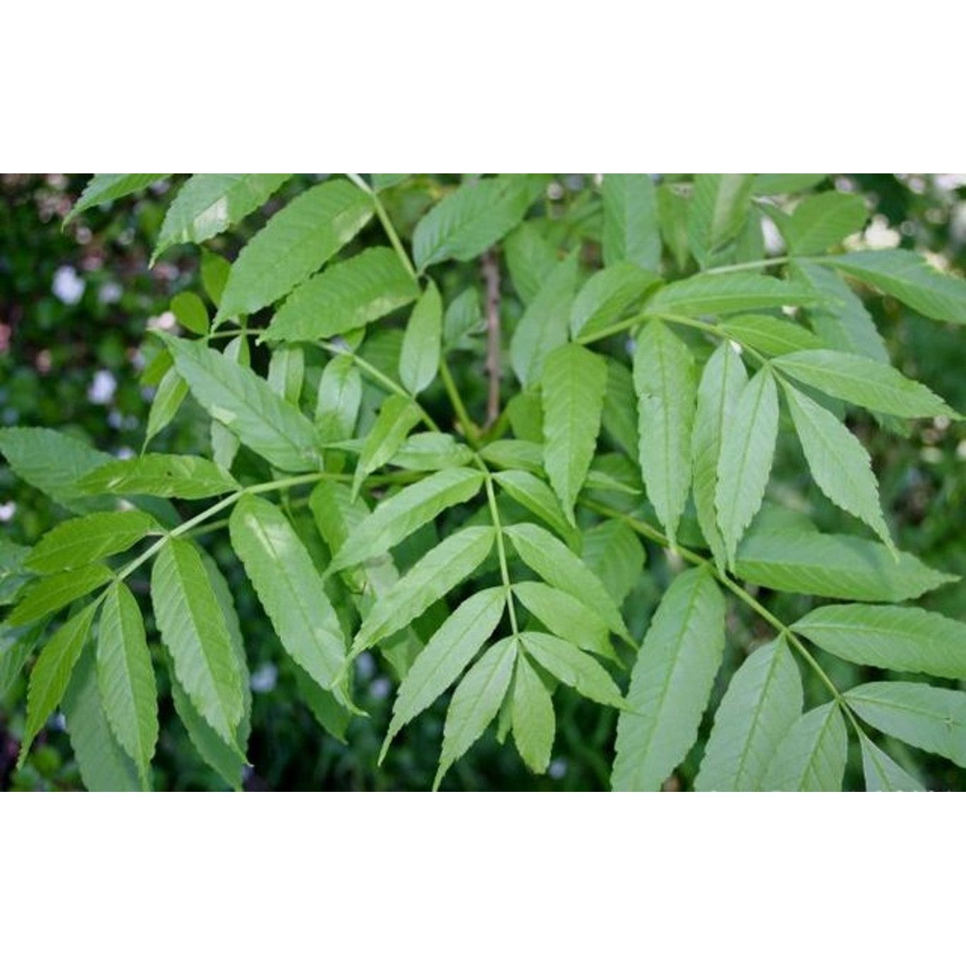 Ask – Fraxinus excelsior - 40-60 CM bare root 1/1